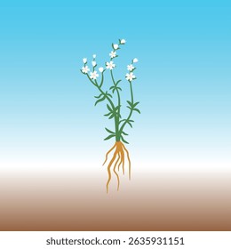 Silene Stenophylla – Ancient Flower Regrown from Permafrost