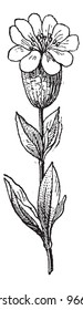 Silene, vintage engraved illustration. Dictionary of words and things - Larive and Fleury - 1895.