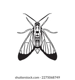 Silent Butterfly line art sketch vector