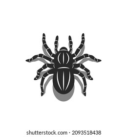 Silhouette of a 3D spider tarantula isolated on white background, insect top view with shadows, black and white animal vector illustration, simple tattoo design template