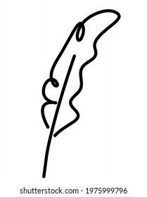 Silhouette of abstract feather as line drawing on white. Vector