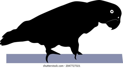 Silhouette of a african grey parrot ((Psittacus erithacus). Side view. Vector illustration isolated on white background. Realistic outline.
