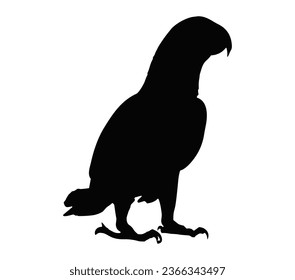 Silhouette of a african grey parrot (Psittacus erithacus). Side view. Vector illustration isolated on white background.