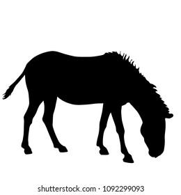 Silhouette african zebra on a white background