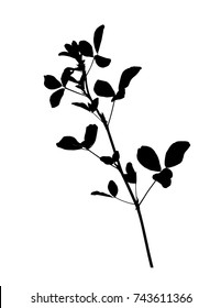 Silhouette of alfalfa plant isolated on white background, vector illustration