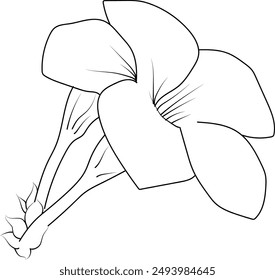 Silhouette of Allamanda flower coloring pages, peatal leaves of branch vector illustration, Allamanda flower free printable silhouette design line art isolated on white backgrounds