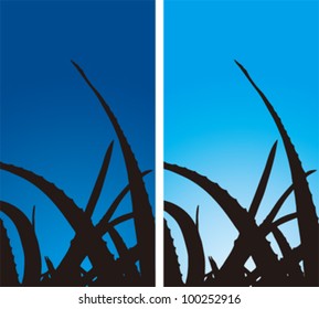 Silhouette of Aloe Vera at different times of day.