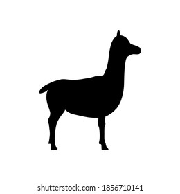 Silhouette alpaca on white background