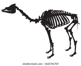silhouette of animal skeleton of a camel vector illustration