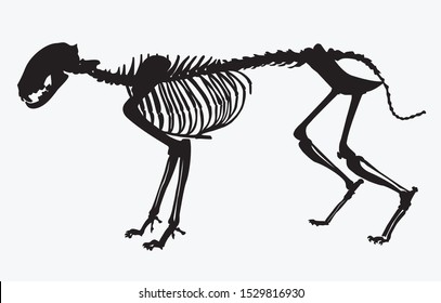 silhouette of animal skeleton cat vector illustration