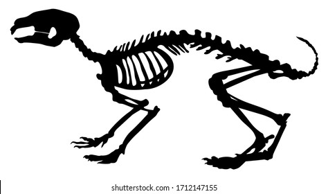 silhouette of animal skeleton of a  rabbit vector illustration