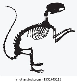 silhouette of animal skeleton squirrel vector illustration