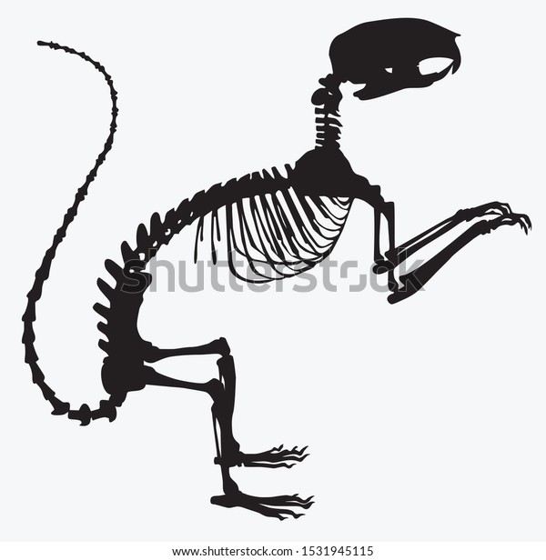 動物の骨格リスのベクターイラスト のベクター画像素材 ロイヤリティフリー