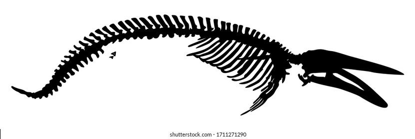 silhouette of animal skeleton a whale vector illustration