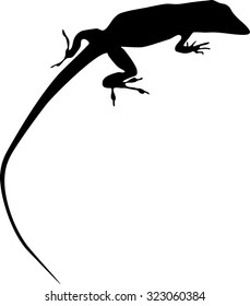 Silhouette of Anolis