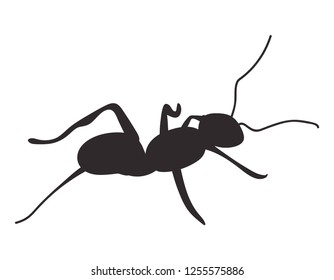 Silhouette ant on white background. Vector icon.