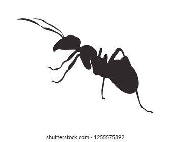 Silhouette ant on white background. Vector icon.