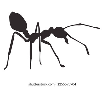 Silhouette ant on white background. Vector icon.