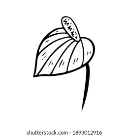 Silhouette of Anthurium flower. Tropical plant floral doodle element. Outline Anthurium hawaiian flower. Hand drawn foliage icon. Vector illustration isolated on white background. Exotic floral sketch