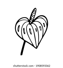 Silhouette of Anthurium flower. Tropical plant floral doodle element. Outline Anthurium hawaiian flower. Hand drawn foliage icon. Vector illustration isolated on white background. Exotic floral sketch