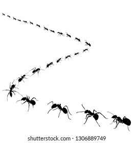 silhouette of ants that crawl on a white background, isolated, vector