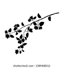 Silhouette of apple or cherry flower with leaf, branch  blossom, vector,  black color, isolated on white background