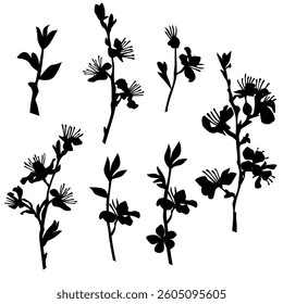 Silhouette of apple or cherry flower with leaf, branch  blossom, vector,  black color, isolated on white background