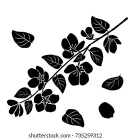 Silhouette of apple or cherry flower with leaf, branch  blossom,  black color, isolated on white background