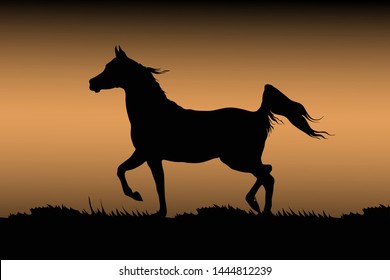 silhouette arabian horse background animal