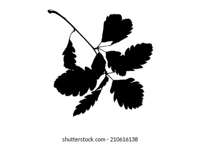 Silhouette of arrow-wood twig with jagged leaves   