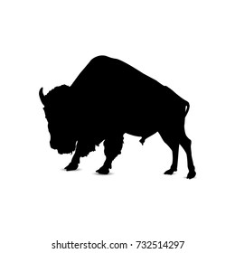 Silhouette of asian bull.