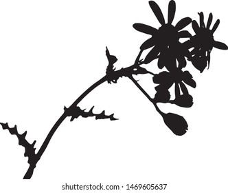 Silhouette of aster flower field. Astro family. A branch with flowers and leaves. Close-up. Poisonous plant. Burian. Medicinal herb. Wild Flower Isolated Vector Illustration Black on White.