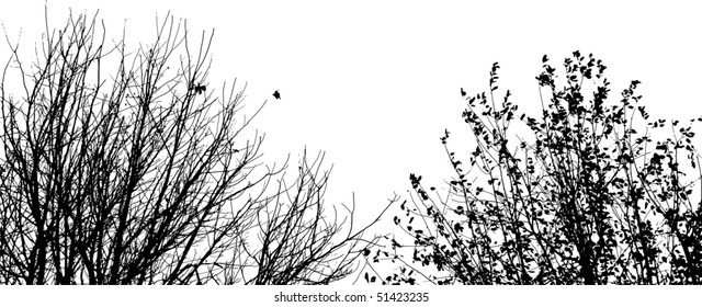 Silhouette of autumn leafless branches of trees