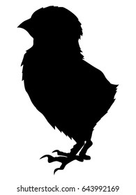 Silhouette Of Baby Chick