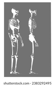 silhouette background
two bones of a human skeleton