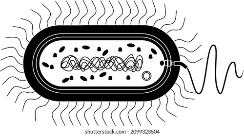 Silhouette Of Bacterial Cell Structure. Prokaryotic Cell With Nucleoid, Flagellum, Plazmid And Other Organelles