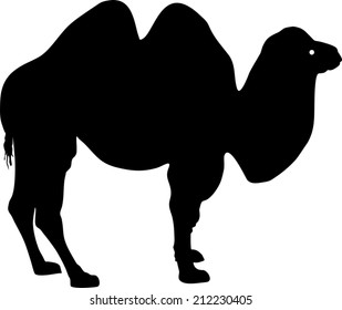 Silhouette Bactrian Camel Stock Vector (Royalty Free) 212230405 ...