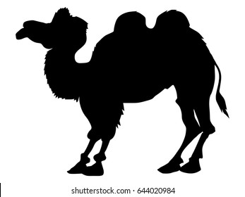 silhouette of bactrian camel