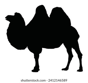 Silhouette of bactrian camel side view. Vector illustration isolated on white background.