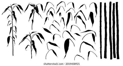 Silhouette of bamboo forest set, design elements. Asian rainforest bamboo decoration stems sticks and leaves of the plant. Tree branches set. Traditional Japan and China garden plants shapes. Vector.