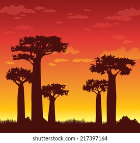 Silhouette of baobabs on a sunset sky background. Nature of Madagascar.