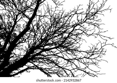 Silhouette of bare branch tree. Vector illustration