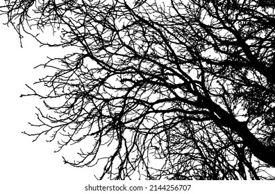 Silhouette of bare branch tree. Vector illustration