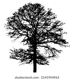 Silhouette of a bare deciduous tree. 