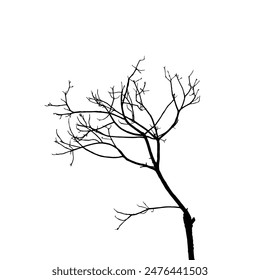 Silhouette of a Bare tree branch vector. Vector black silhouette of a bare tree. Tree branch silhouette on white background.