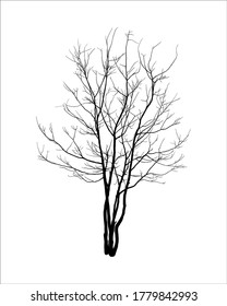 Silhouette of bare tree isolated on white background