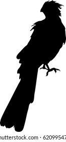Silhouette of a bare-faced go-away bird - digitally hand drawn vector silhouette, black isolated on white background