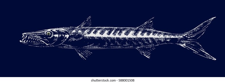 Silhouette barracudas on a dark background. Vector illustration of predatory fish toothy