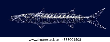 Silhouette barracudas on a dark background. Vector illustration of predatory fish toothy