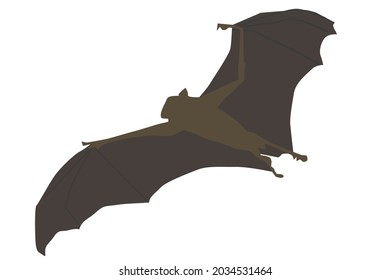 Silhouette of bat looking up from below